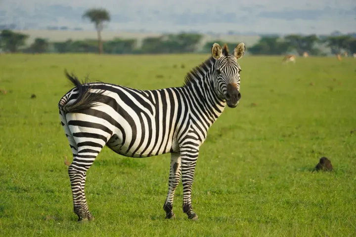 Amboseli National Park (Kenya)