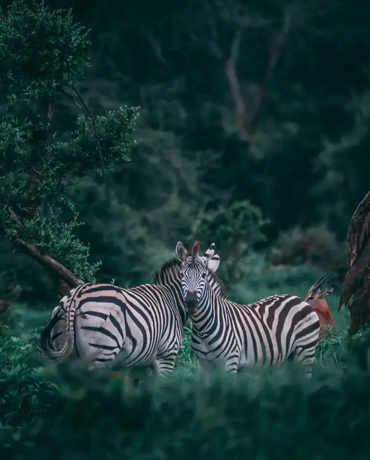 Serengeti, Masai Mara and Ngorongoro (Tanzania and Kenya)