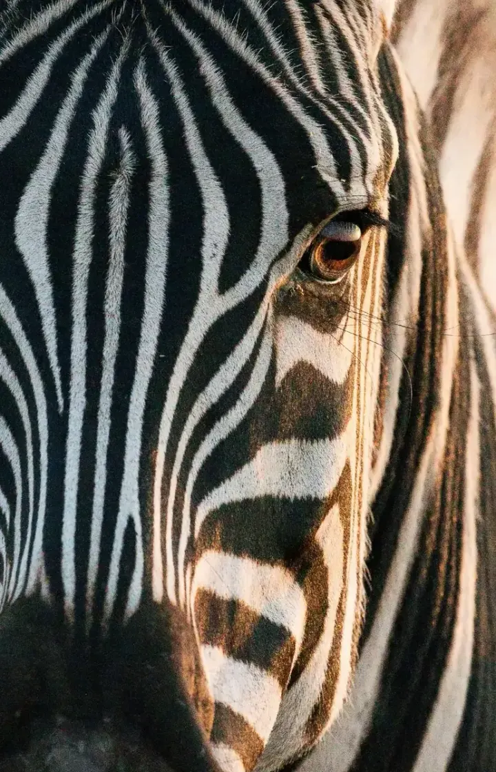 Etosha National Park (Namibia)
