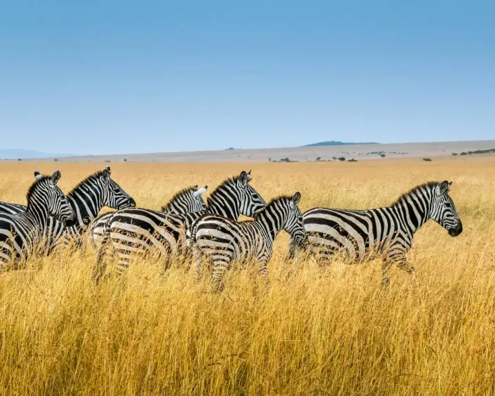 Hwange National Park (Zimbabwe)