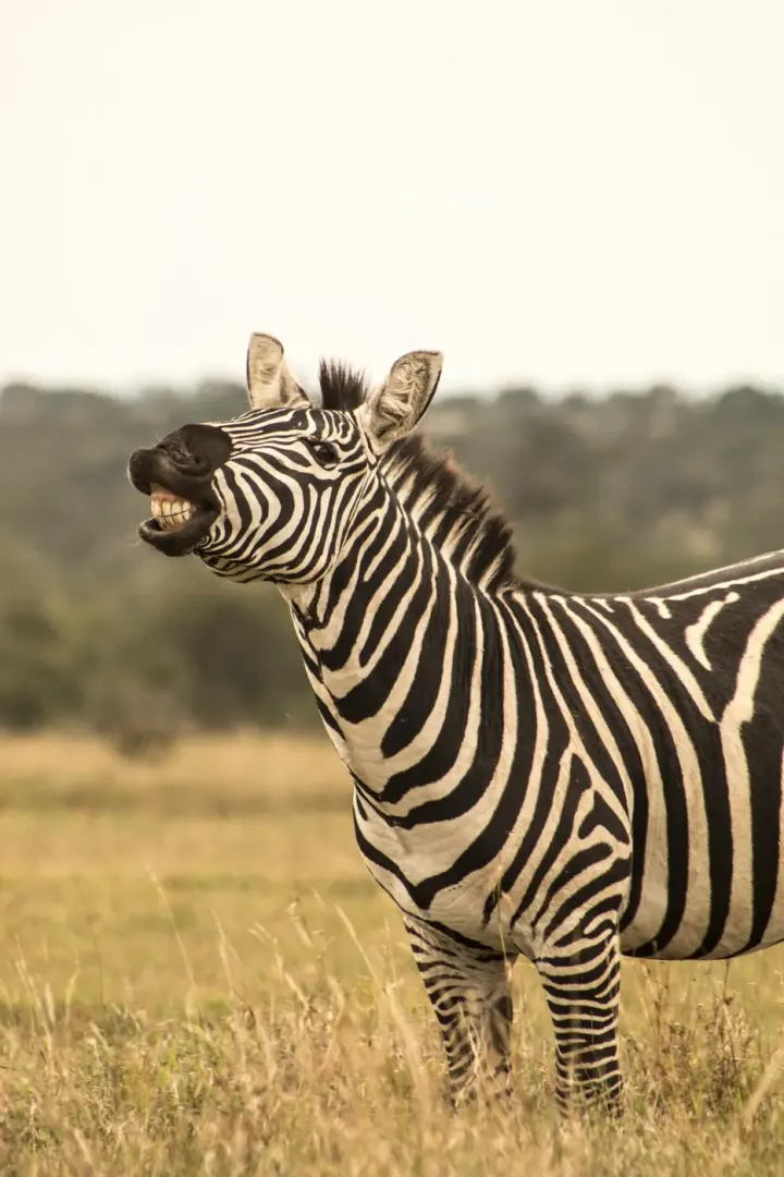Kruger National Park (South Africa)