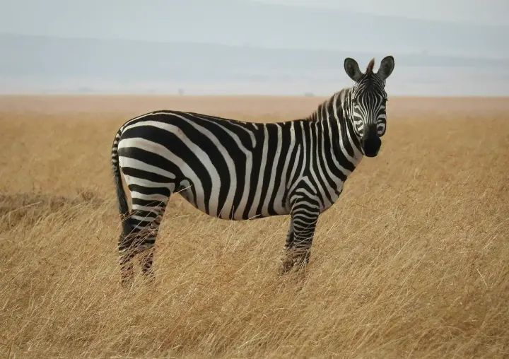 Samburu and Laikipia (Kenya)