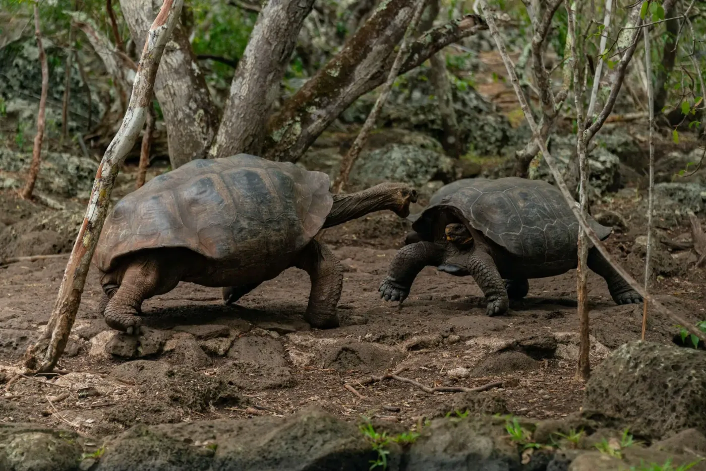 Dos tortugas gigantes de Galápagos frente a frente en el bosque seco